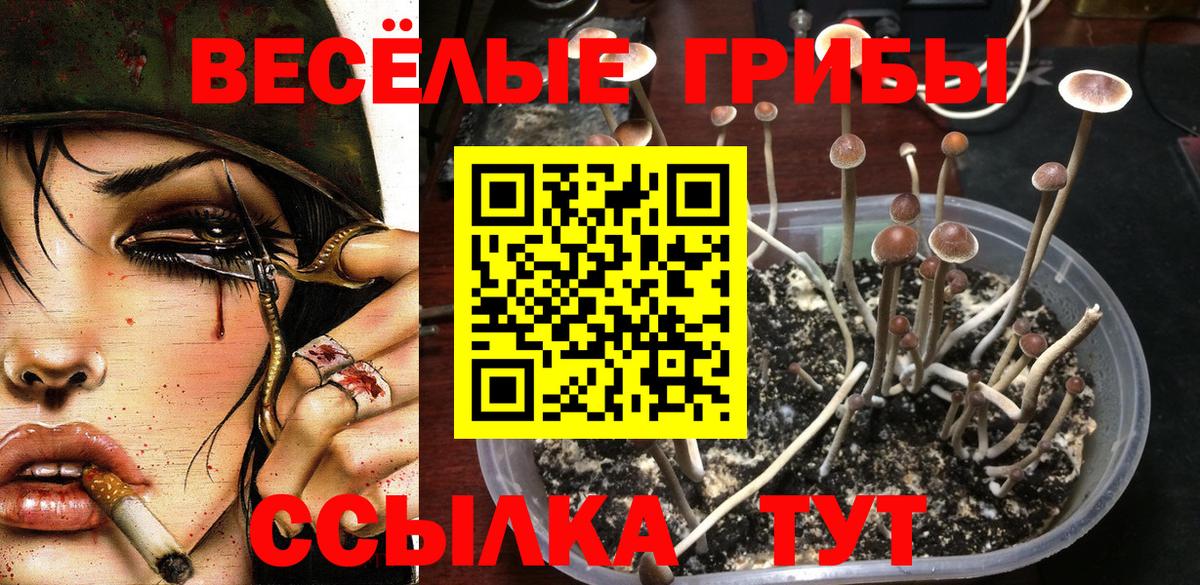 Псилоцибиновые грибы Psilocybine cubensis Нижнеудинск